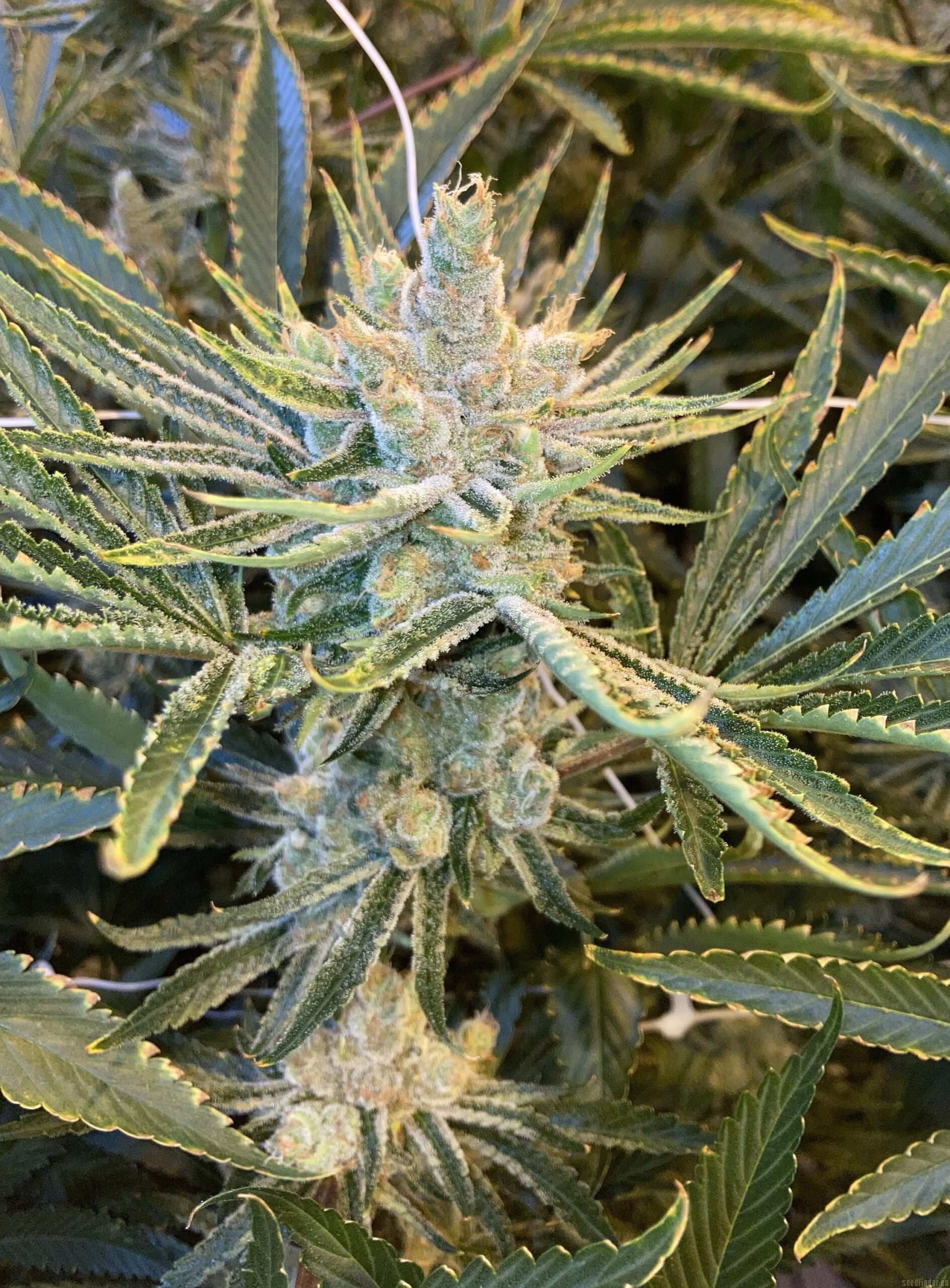 Mass Medical Strains Flounder Breath (Stinky PuTang x Deadly Sativa) 10 LIMITED Regular Seeds - Image 3