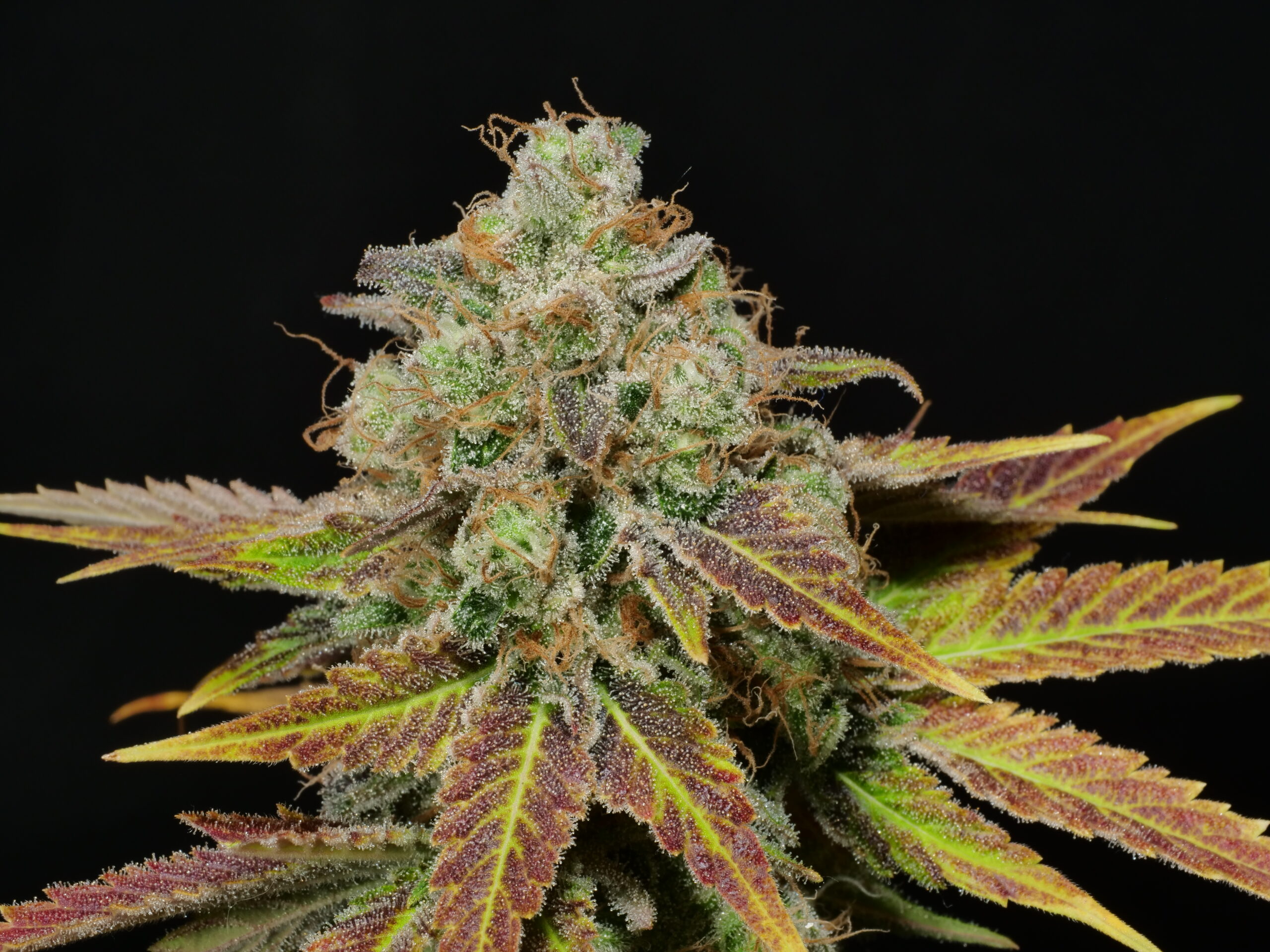 Mass Medical Strains Flounder Breath (Stinky PuTang x Deadly Sativa) 10 LIMITED Regular Seeds - Image 2