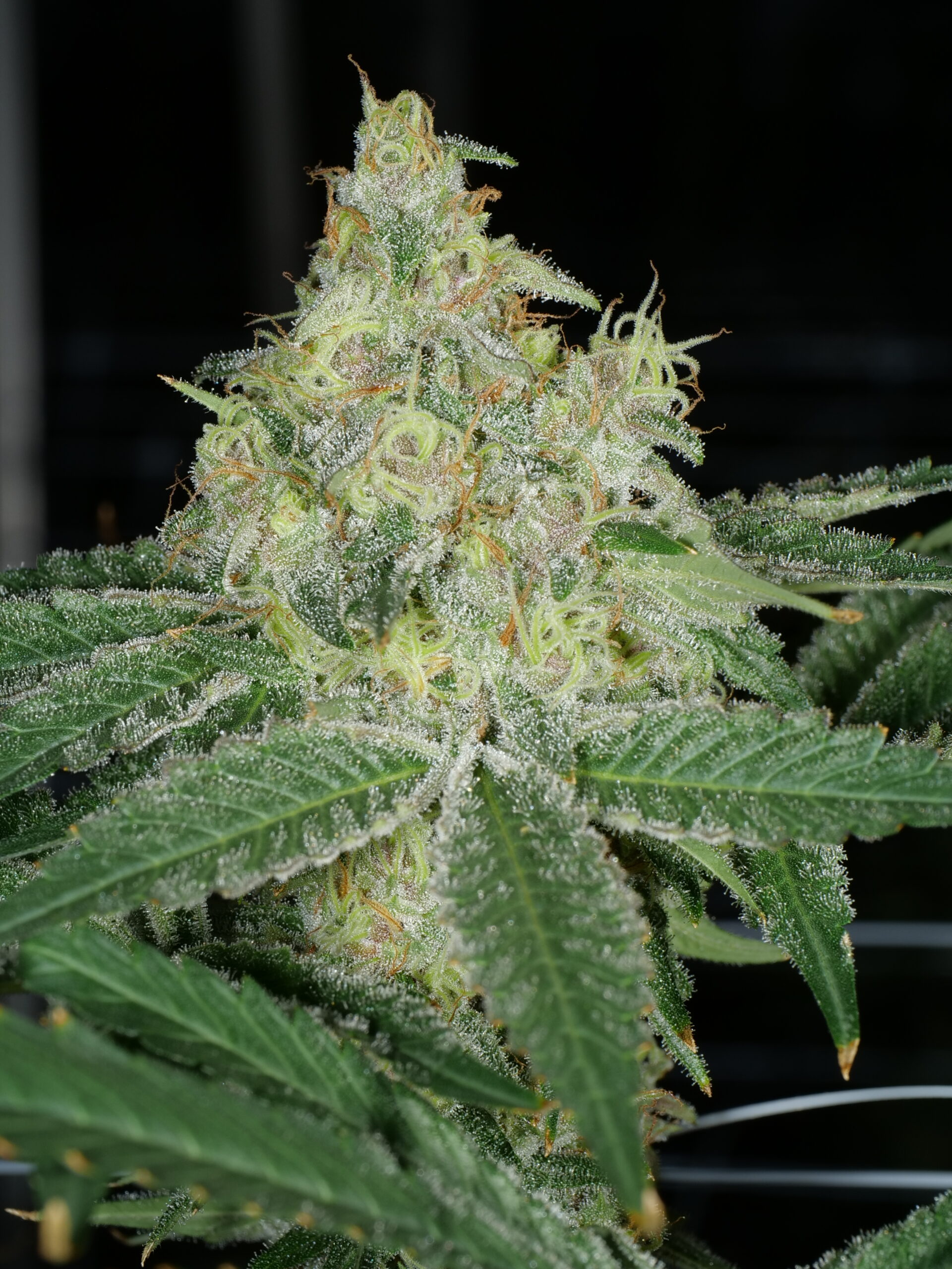 Mass Medical Strains Kimbo Pupil (Kimbo Kush x Star Pupil) 7 LIMITED Feminized Seeds - Image 2