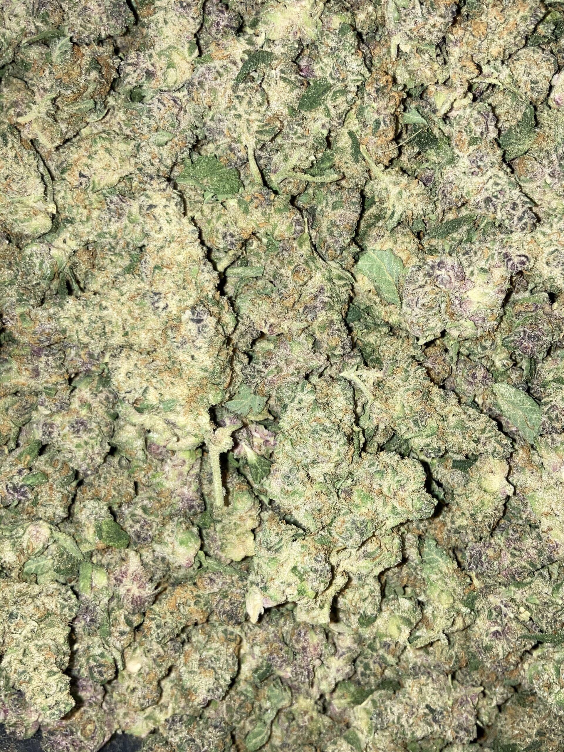 Mass Medical Strains White Truffle Pupil (White Truffle x Star Pupil) 8 LIMITED Feminized Seeds - Image 2