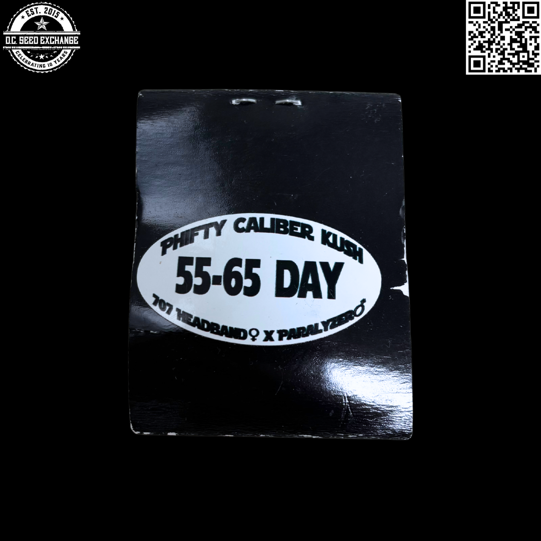 Oasis Medical Seeds Phifty Caliber Kush (707 Headband x Paralyzer) 8 Regular Seeds
