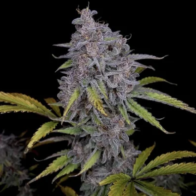 Purple Strawberry Popesicle by @grow n themitten copy