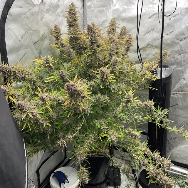 Purple Strawberry Popesicle