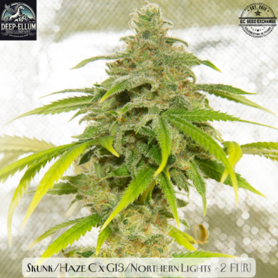 Skunk/Haze C x G13/Northern Lights #2 F1 10 Regular Seeds