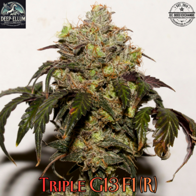 Triple G13 (1988 G13 x Hash Plant/NL#1) F6 x (Airborne G13/Skunk x ((1988 G13 x NL2) Bx4F3)) F1 10 Regular Seeds