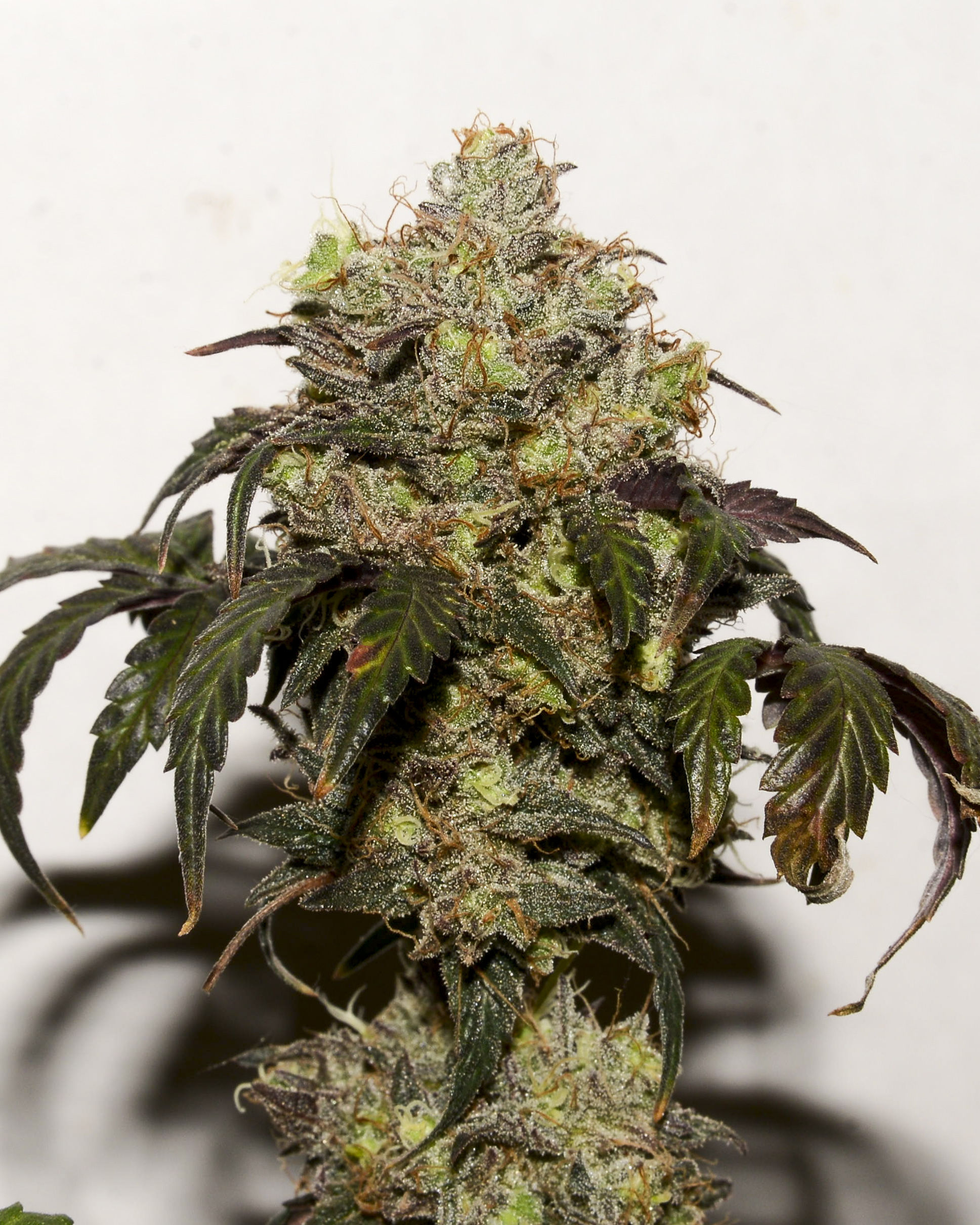 Triple G13 (1988 G13 x Hash Plant/NL#1) F6 x (Airborne G13/Skunk x ((1988 G13 x NL2) Bx4F3)) F1 10 Regular Seeds - Image 2