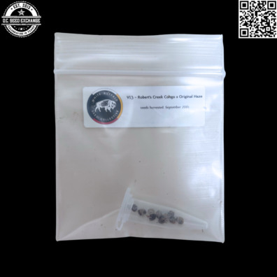 White Buffalo Seed Collective V13 aka Congo Creek Haze (Robert's Creek Congo x Original Haze) 10 Regular Seeds