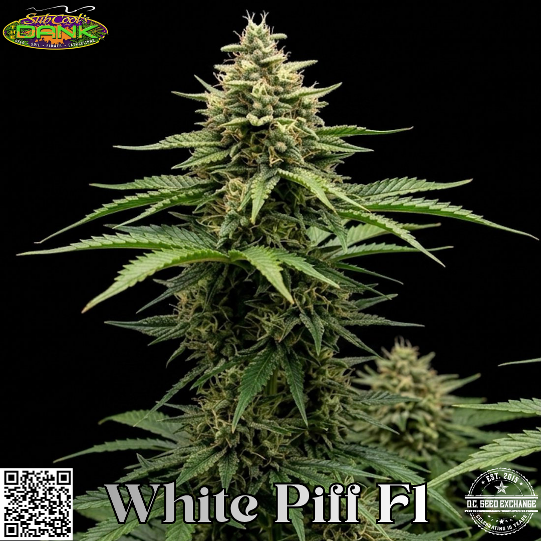 White Piff F1 (WiFi OG #3 × Piff Haze) 5 Regular Seeds