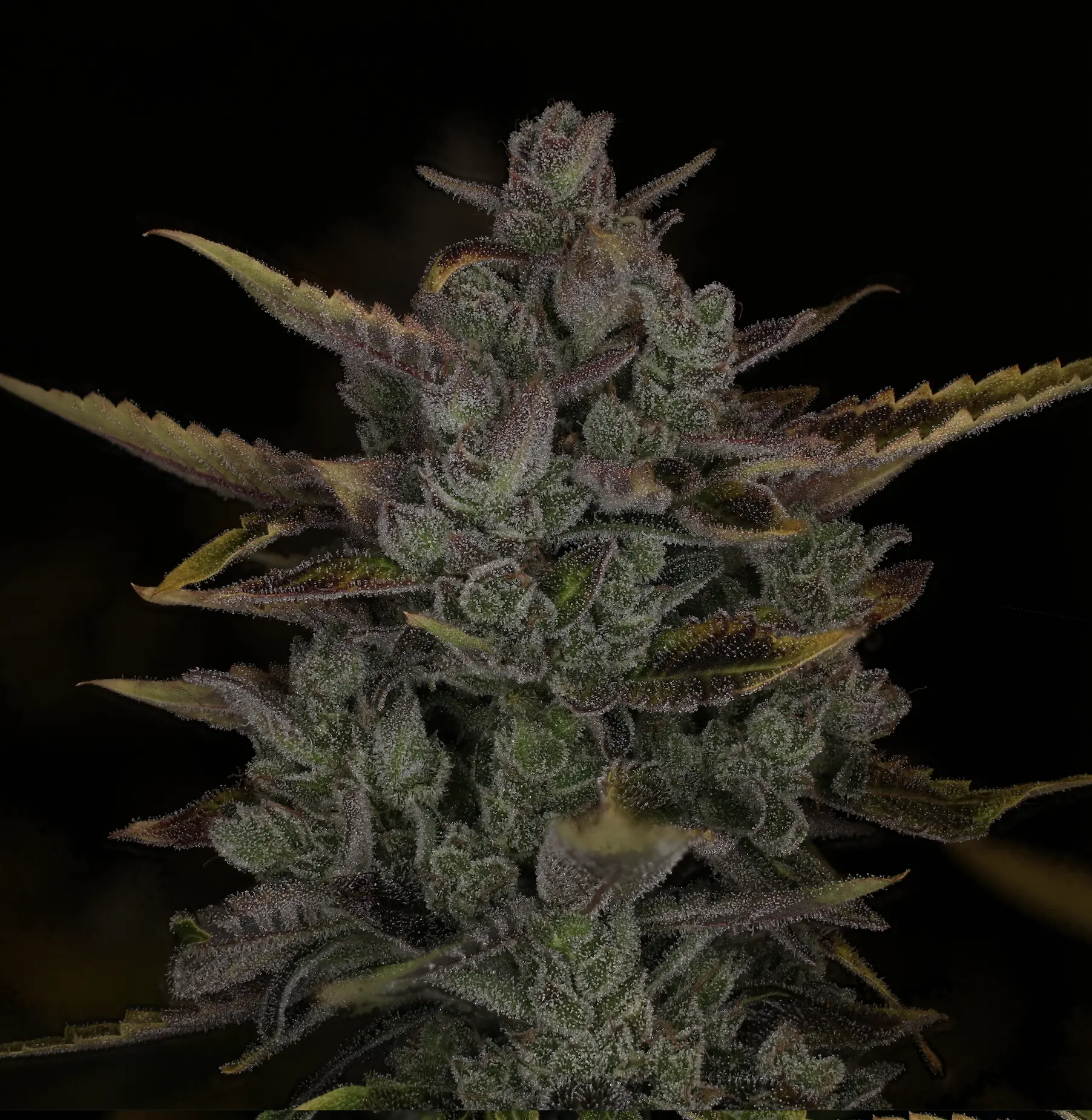 Wizards Apprentice F4 2