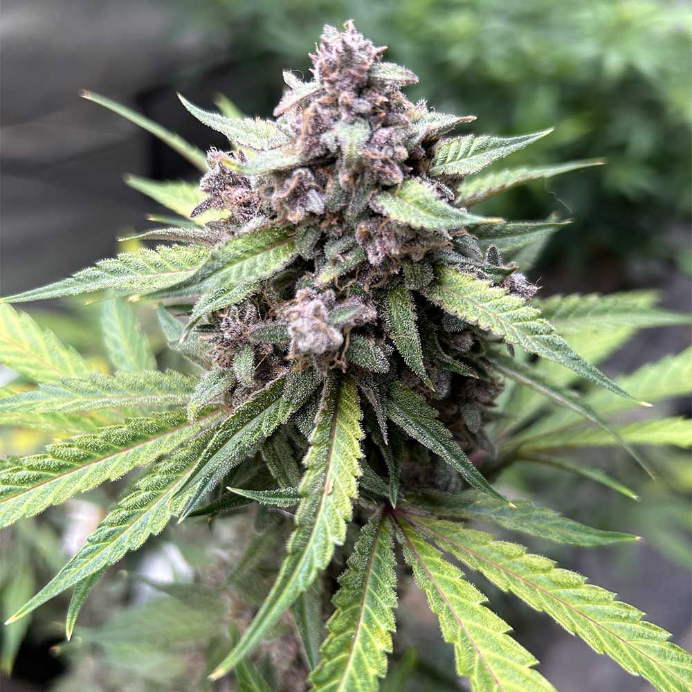 dark owl midnight marathon auto cannabis seeds 1