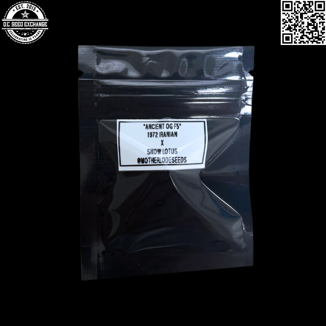 Motherlode Seeds Ancient OG F5 (1972 Iranian x Snow Lotus) 12 Regular Seeds