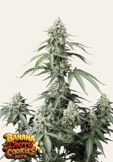 Banana Cherry Cookies Auto 3 Feminized Autoflower Seeds