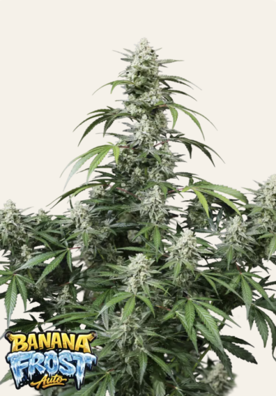 Banana Frost Auto 3 Feminized Autoflower Seeds