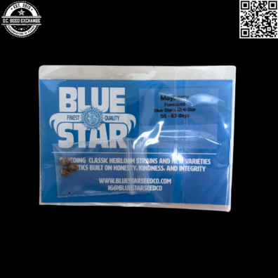 Blue Star Seed Co Mayberry S1 (Blue Star B1 #6 x Blue Star B1 #6) 3 Feminized Seeds