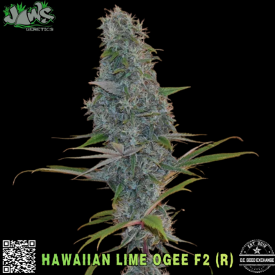 Hawaiian Lime Ogee F2 (Hawaiian Bud x Lime Ogee) 12 Regular Photoperiod Seeds