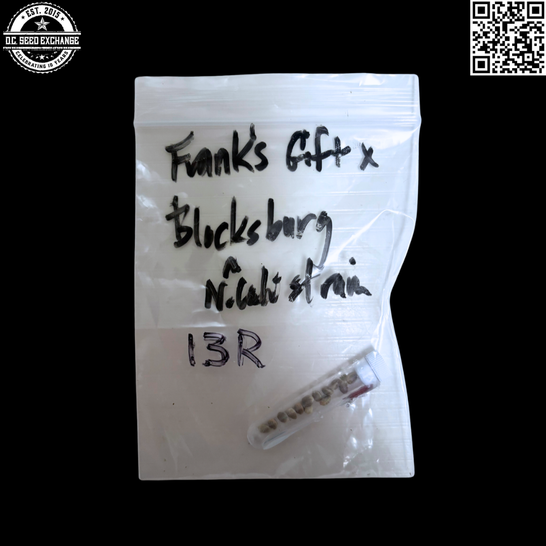 Frank’s Gift x Blacksburg 13 Regular Seeds