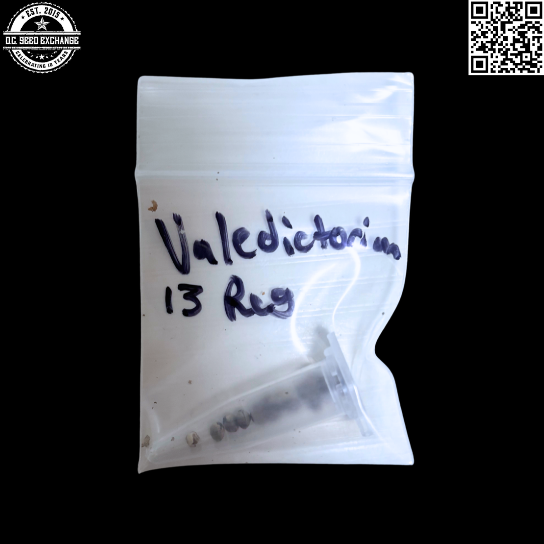 Mass Medical Strains Valedictorian (Star Pupil x Weapon X) 13 Regular Seeds