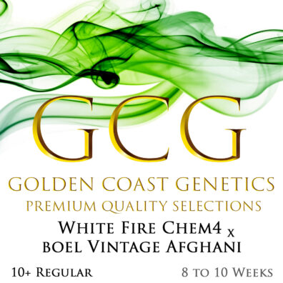 White Fire Chem 4 x Brotherhood of Eternal Love (BOEL) Vintage Afghani 10 Regular Seeds